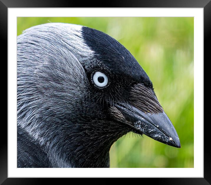 Jackdaw stare Framed Mounted Print by Cliff Kinch