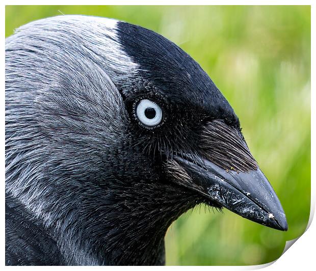 Jackdaw stare Print by Cliff Kinch