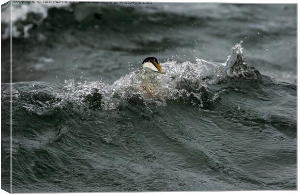 Eider Duck Surfing Canvas Print by Tom McPherson