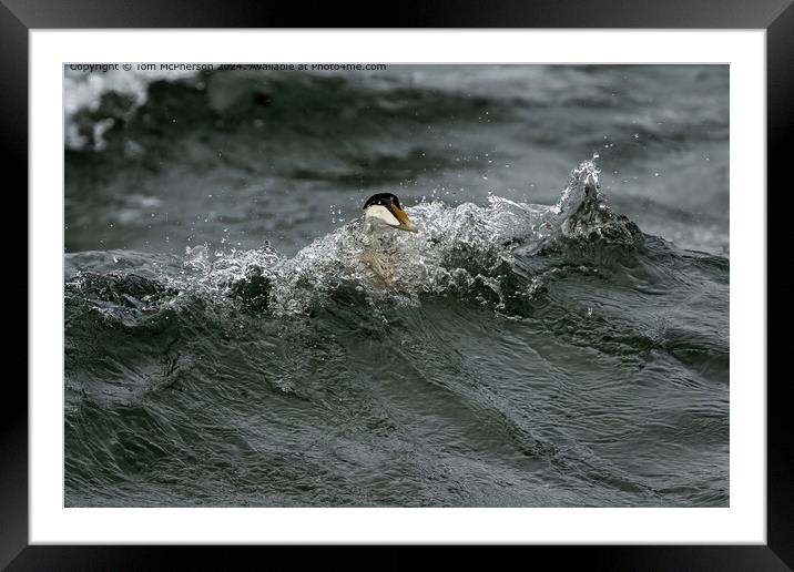 Eider Duck Surfing Framed Mounted Print by Tom McPherson