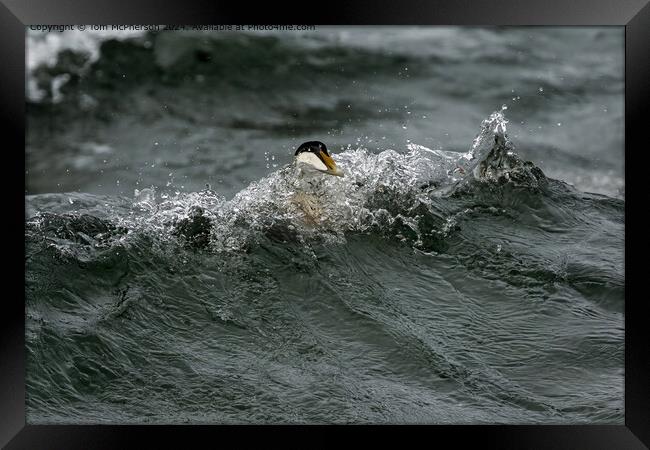 Eider Duck Surfing Framed Print by Tom McPherson