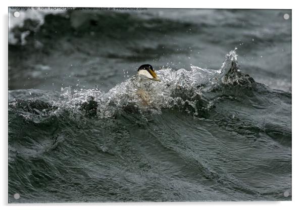 Eider Duck Surfing Acrylic by Tom McPherson