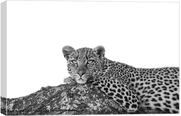 The stare of the leopard Canvas Print by Karin Tieche