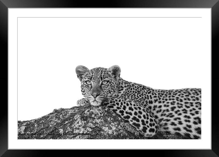 The stare of the leopard Framed Mounted Print by Karin Tieche
