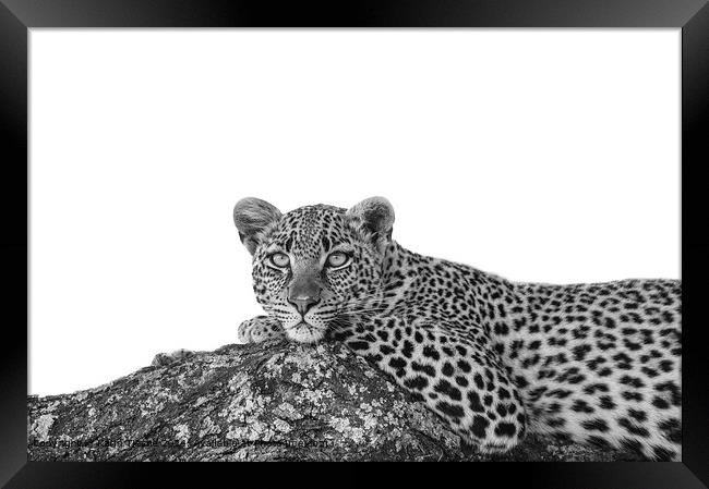 The stare of the leopard Framed Print by Karin Tieche