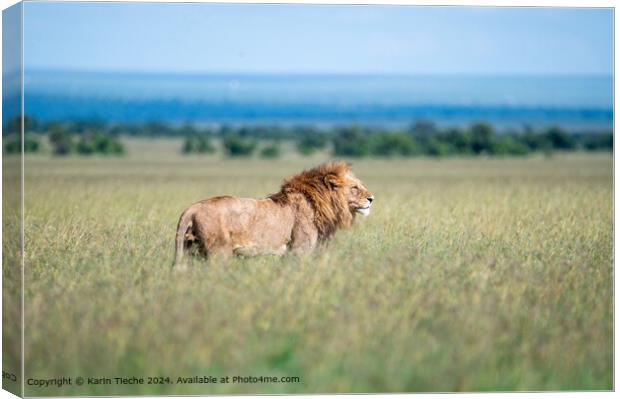 Lion in the plain Canvas Print by Karin Tieche