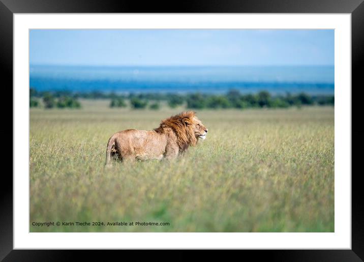 Lion in the plain Framed Mounted Print by Karin Tieche