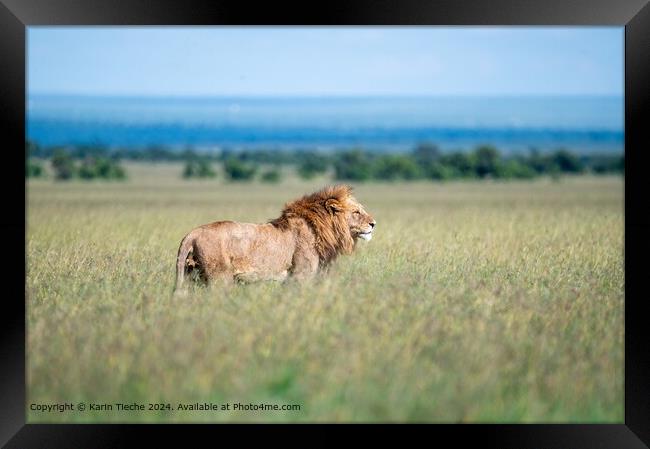 Lion in the plain Framed Print by Karin Tieche