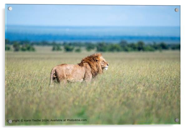 Lion in the plain Acrylic by Karin Tieche