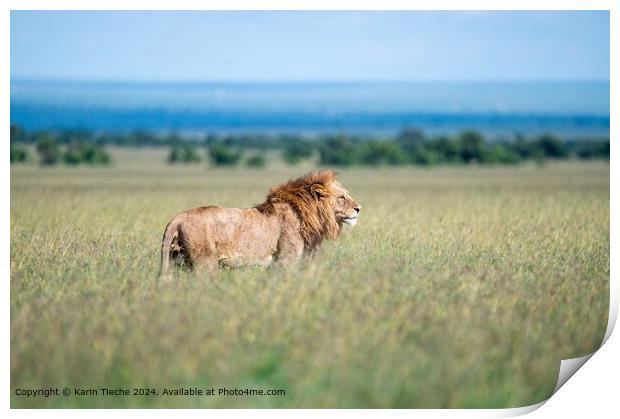 Lion in the plain Print by Karin Tieche