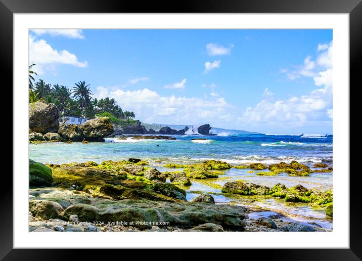 Martins Bay Barbados Coastal Landscape Framed Mounted Print by Anton Cooke