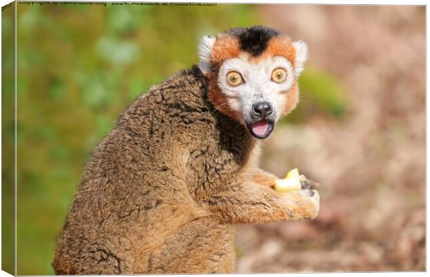 Crowned Lemur Surprise Canvas Print by rawshutterbug 
