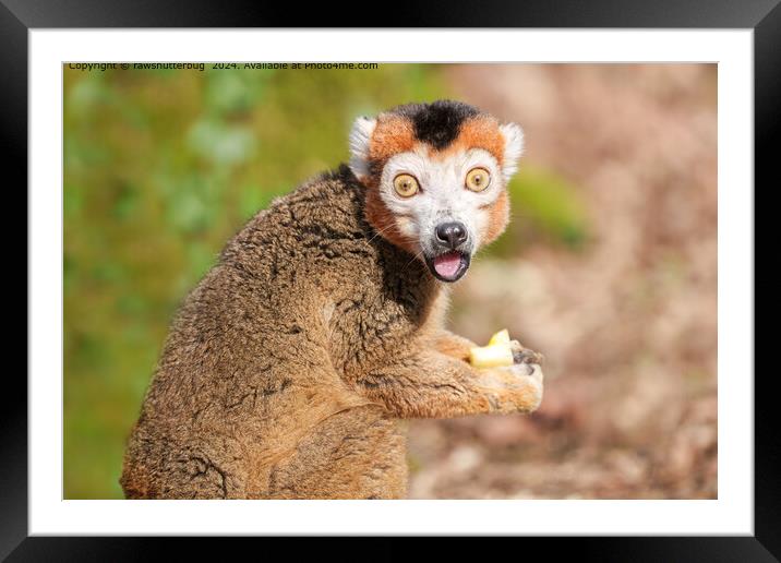 Crowned Lemur Surprise Framed Mounted Print by rawshutterbug 