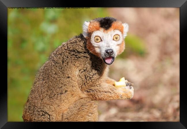 Crowned Lemur Surprise Framed Print by rawshutterbug 