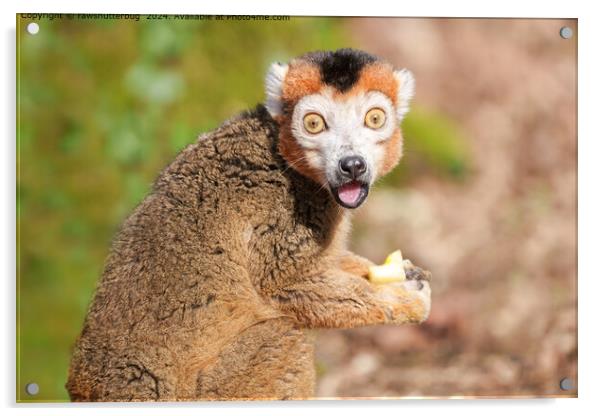 Crowned Lemur Surprise Acrylic by rawshutterbug 
