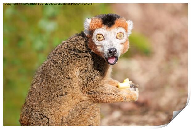 Crowned Lemur Surprise Print by rawshutterbug 