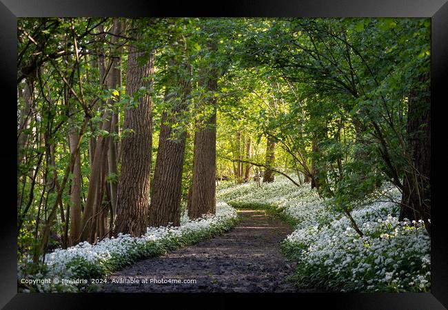 Spring Morning in Raspaillebos, Belgium Framed Print by Imladris 