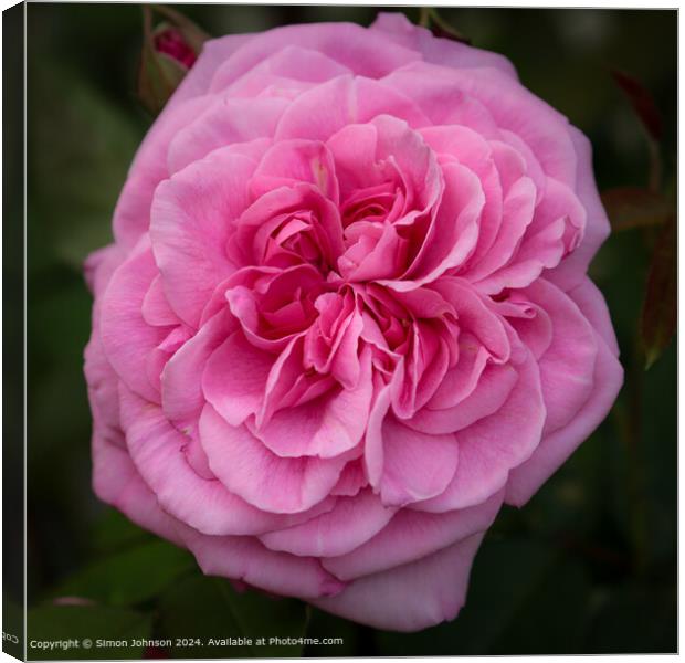 Pink Gertrude Jekyll Rose Bloom Canvas Print by Simon Johnson
