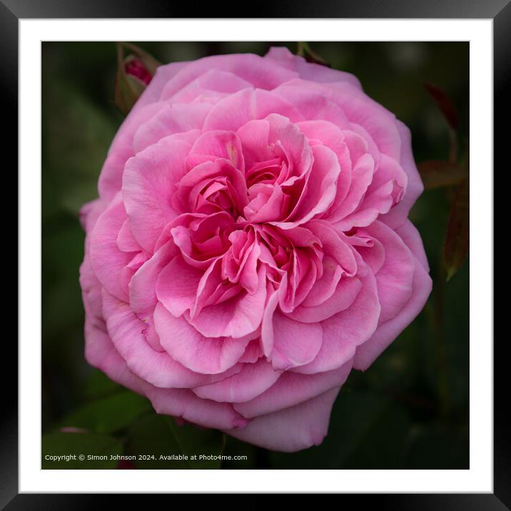 Pink Gertrude Jekyll Rose Bloom Framed Mounted Print by Simon Johnson