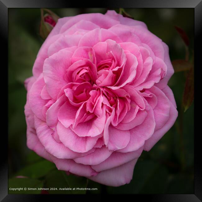 Pink Gertrude Jekyll Rose Bloom Framed Print by Simon Johnson