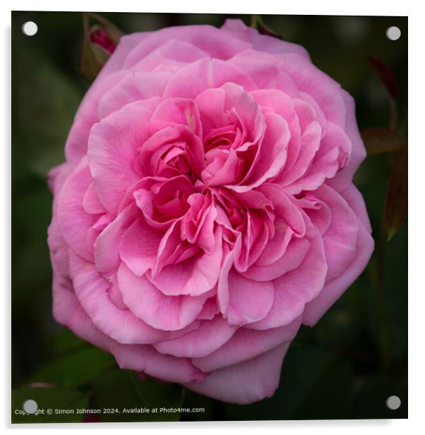 Pink Gertrude Jekyll Rose Bloom Acrylic by Simon Johnson