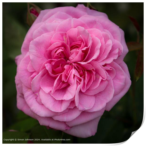 Pink Gertrude Jekyll Rose Bloom Print by Simon Johnson