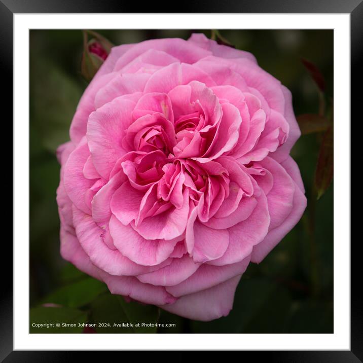 Pink Gertrude Jekyll Rose Close-Up Framed Mounted Print by Simon Johnson