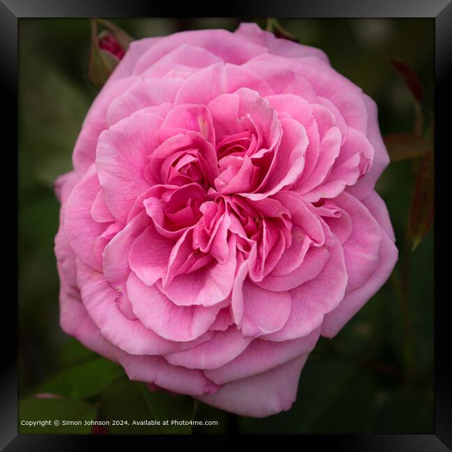 Pink Gertrude Jekyll Rose Close-Up Framed Print by Simon Johnson