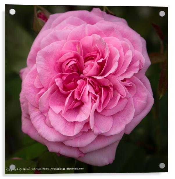 Pink Gertrude Jekyll Rose Close-Up Acrylic by Simon Johnson