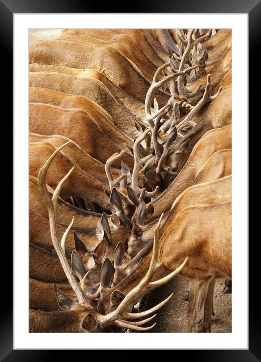 Huilo Huilo Deers Feeding Framed Mounted Print by Camilo Diaz