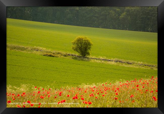 Sunlit Tree and Poppies in Cotswolds Framed Print by Simon Johnson