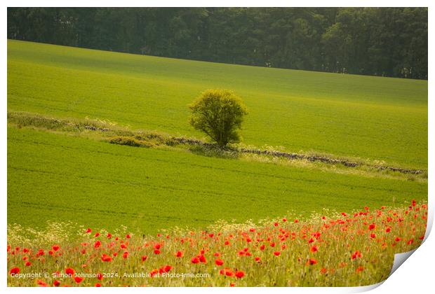 Sunlit Tree and Poppies in Cotswolds Print by Simon Johnson