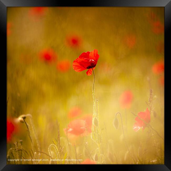 Sunlit Poppy Field Cotswolds Framed Print by Simon Johnson