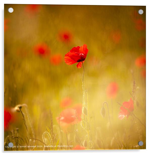 Sunlit Poppy Field Cotswolds Acrylic by Simon Johnson