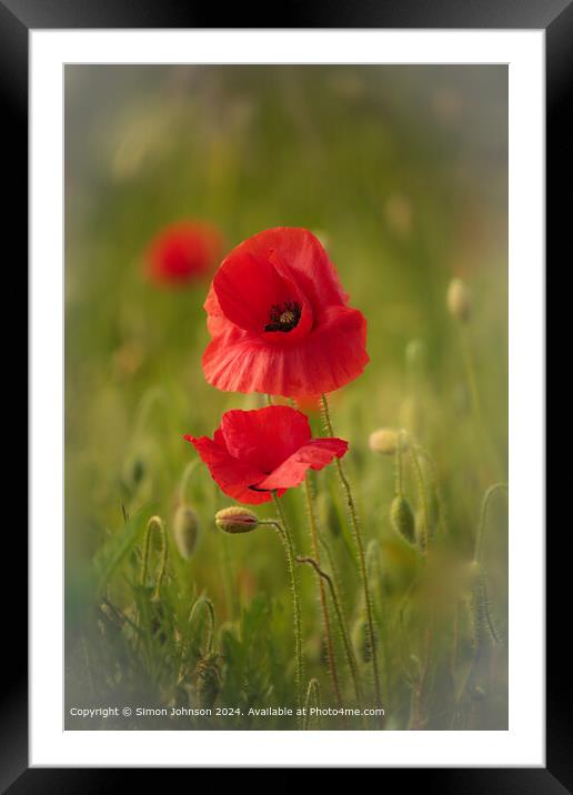 Sunlit Poppies Cotswolds Gloucestershire Framed Mounted Print by Simon Johnson