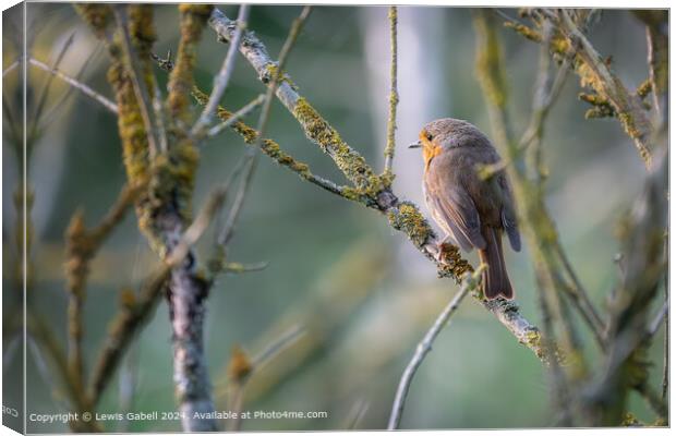 European Robin perched on a tree branch at RSPB Fairburn Ings Nature Reserve Canvas Print by Lewis Gabell