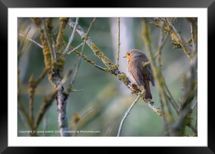 European Robin perched on a tree branch at RSPB Fairburn Ings Nature Reserve Framed Mounted Print by Lewis Gabell