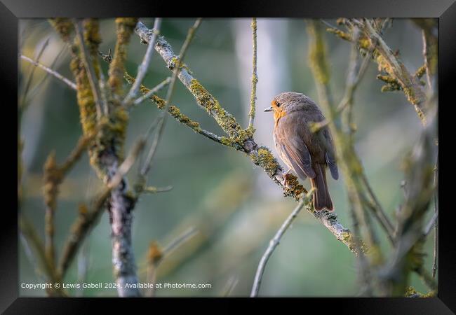 European Robin perched on a tree branch at RSPB Fairburn Ings Nature Reserve Framed Print by Lewis Gabell