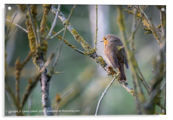 European Robin perched on a tree branch at RSPB Fairburn Ings Nature Reserve Acrylic by Lewis Gabell