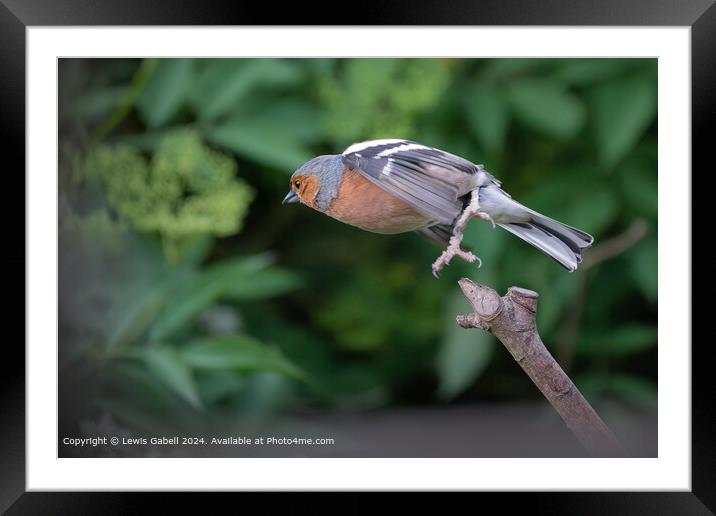 Eurasian chaffinch takes flight from a perch Framed Mounted Print by Lewis Gabell