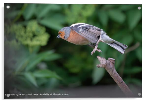 Eurasian chaffinch takes flight from a perch Acrylic by Lewis Gabell