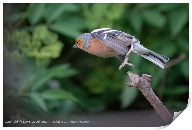 Eurasian chaffinch takes flight from a perch Print by Lewis Gabell