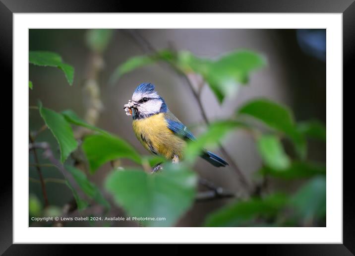 Bluetit eating a meal while perched in tree branches at RSPB Fairburn Ings Framed Mounted Print by Lewis Gabell