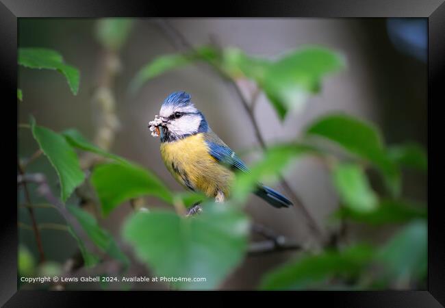 Bluetit eating a meal while perched in tree branches at RSPB Fairburn Ings Framed Print by Lewis Gabell