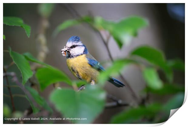 Bluetit eating a meal while perched in tree branches at RSPB Fairburn Ings Print by Lewis Gabell