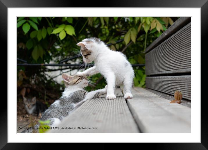 Two Tiny Kittens Play Fighting Sibling Rivalry On The Stairs Framed Mounted Print by Lewis Gabell