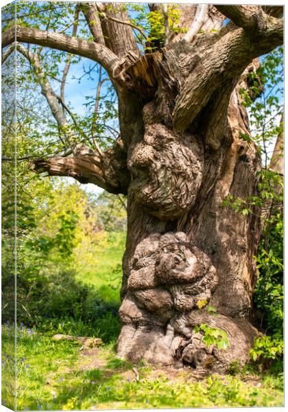 The Gnarly Tree Canvas Print by Christine Lake