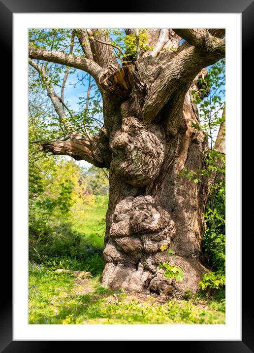 The Gnarly Tree Framed Mounted Print by Christine Lake