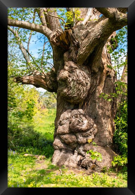 The Gnarly Tree Framed Print by Christine Lake
