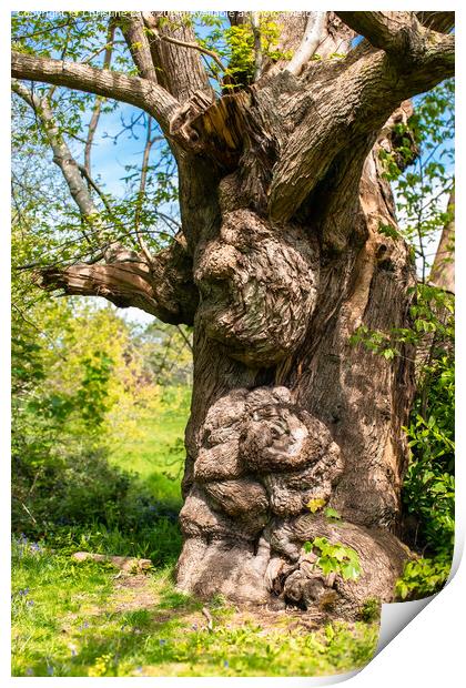 The Gnarly Tree Print by Christine Lake